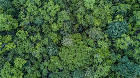 Vue aérienne d'une forêt de conifères avec un sol couvert d'aiguilles