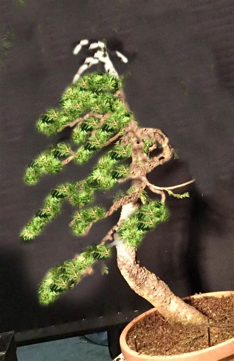 Étapes de la transformation d'un bonsaï yamadori