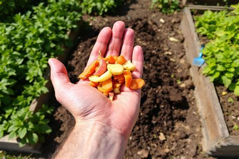récoltes abondantes potager