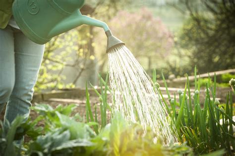 arrosage potager le soir