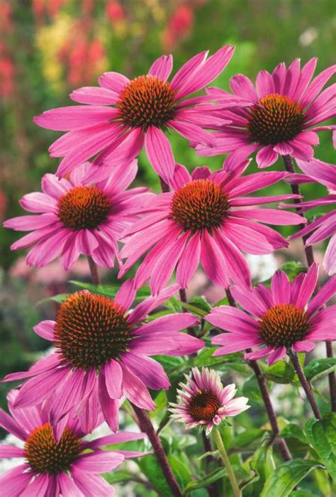 échinacée fleurissant