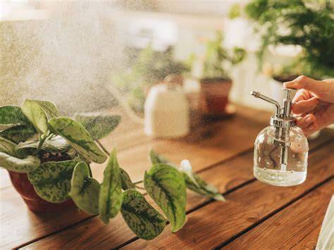 Plantes arrosées avec parcimonie
