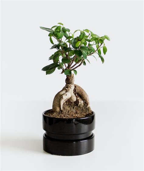 Bonsaï de Ficus Ginseng, un choix populaire pour les débutants