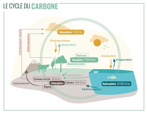 Schéma des cycles naturels au potager bio