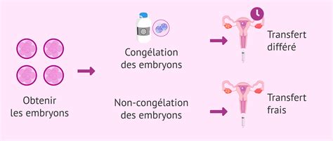 Diagramme du processus de transfert d'embryons chez les chevaux