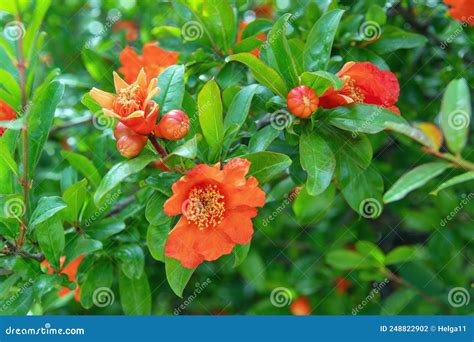 feuilles et fleurs de grenadier en gros plan