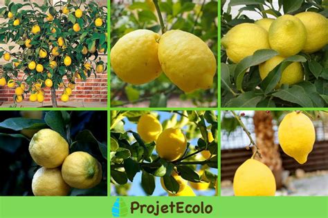 Différentes variétés de citronniers