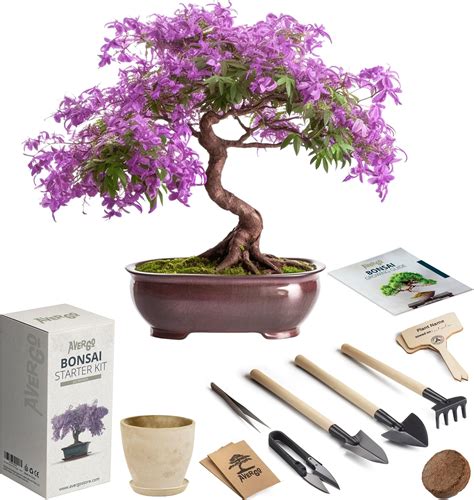 Bonsai tree with gardening tools