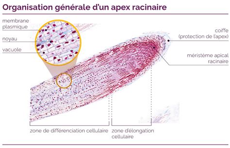 Microscope montrant les racines d'une plante