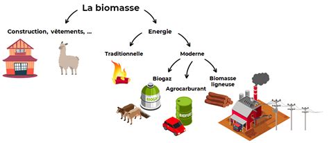 Schéma illustrant la composition de la biomasse ligno-cellulosique