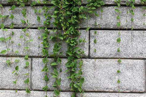 Lierre grimpant sur un mur