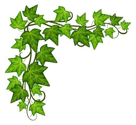 Feuilles de lierre vertes foncées
