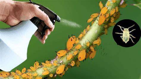 Pulvérisation d'un insecticide naturel sur des plantes