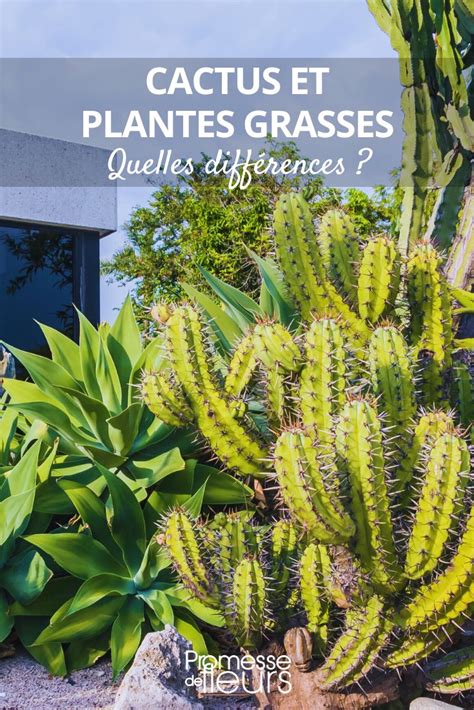 Carte des origines des plantes grasses