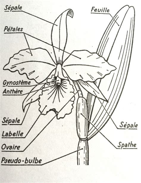 Schéma d'une orchidée sympodiale montrant l'emplacement du pseudobulbe