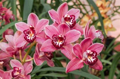 Orchidées Cymbidium en pleine floraison