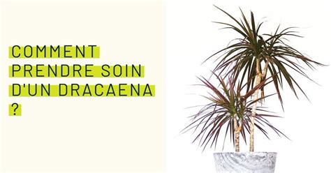 Schéma d'exposition lumineuse idéale pour un Dracaena