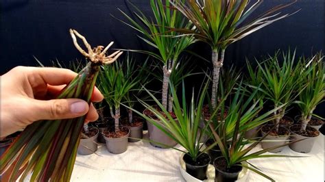 Étapes de bouturage du Dracaena marginata