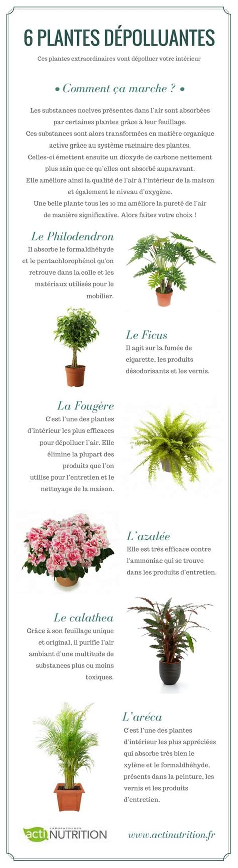 Infographie sur les plantes dépolluantes