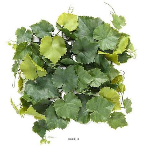 Vigne artificielle décorant un mur extérieur