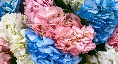 Hortensias bleus et roses côte à côte