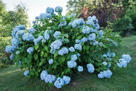 Variétés d'hortensias aux différentes formes d'inflorescences