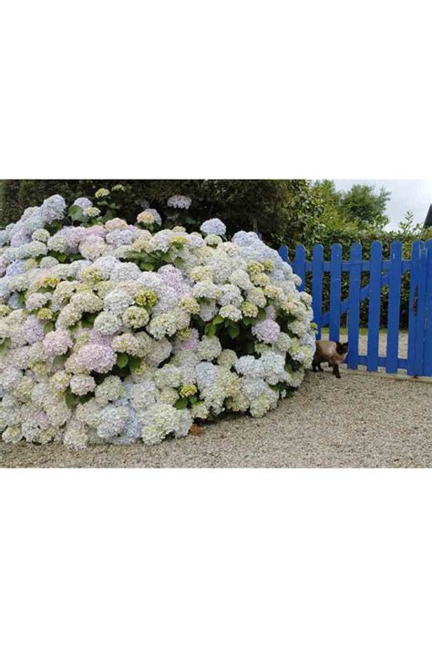 Hortensia Madame Émile Mouillère en pleine floraison