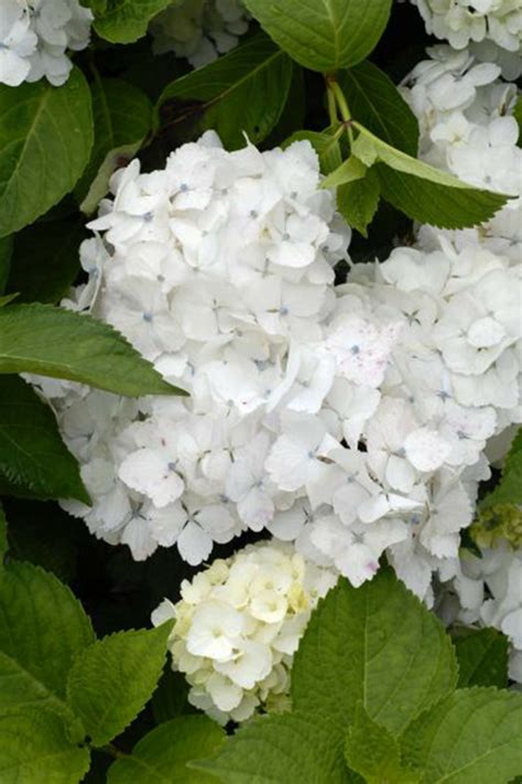 Hortensia Mme Émile Mouillère en pot