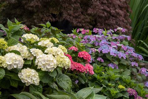 Variétés d'Hydrangea macrophylla