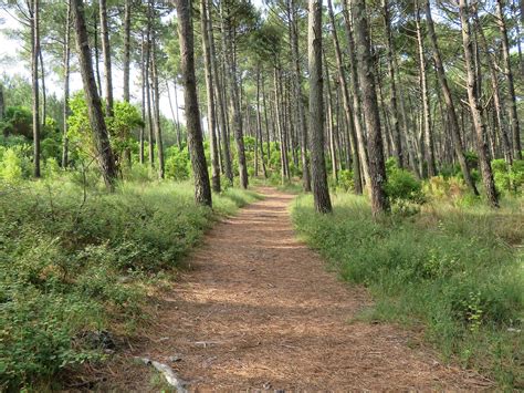 Cyclistes sur un chemin en forêt solognote