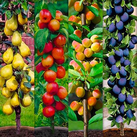 Assortiment d'arbustes fruitiers remontants
