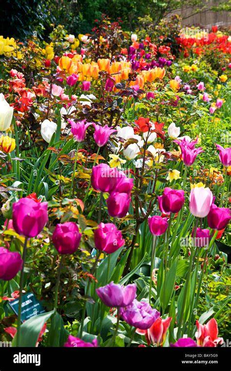 Variétés de tulipes aux couleurs vives