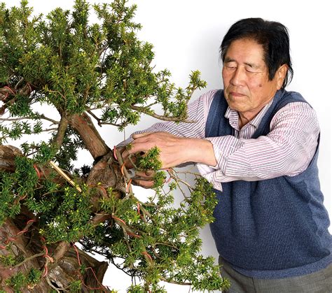 Masahiko Kimura travaillant sur un bonsaï