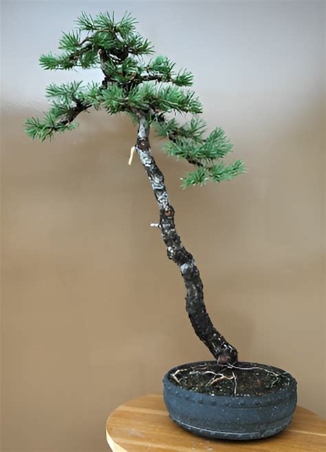 Pin sylvestre bonsaï en style literati