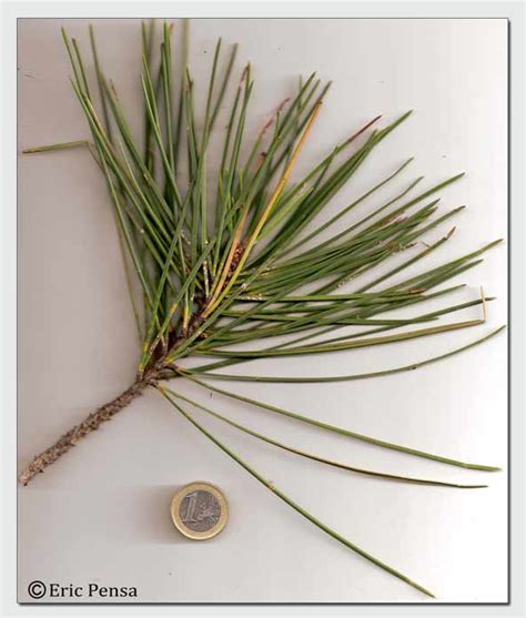 Comparaison des aiguilles de pin à deux et cinq aiguilles