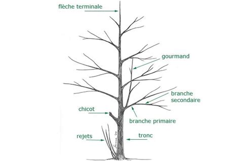Schéma de taille des chandelles de pin