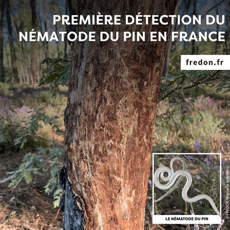 Feuillage de pin atteint de pucerons