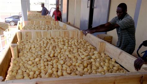 Récolte et stockage des pommes de terre