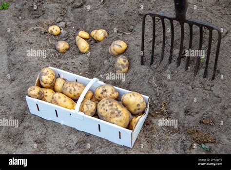 Inspection régulière des pommes de terre stockées