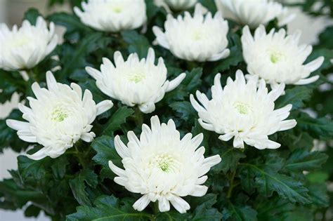 Chrysanthèmes en fleurs