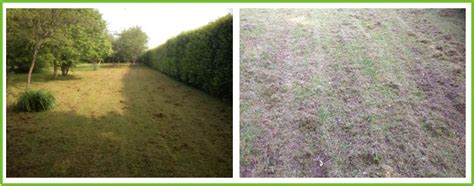 Un gazon vert et dense après scarification