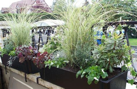 Jardinière avec plantes vivaces et locales