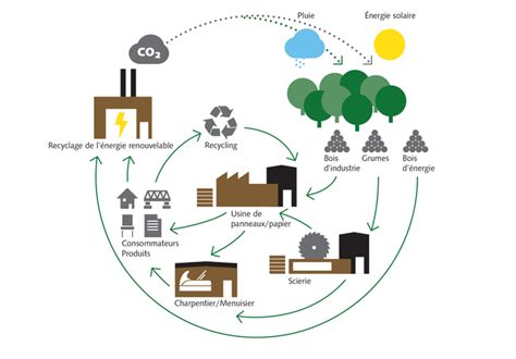 Cycle de vie des copeaux de bois dans une économie circulaire