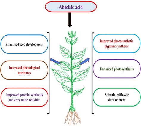 Diagram showing the effect of acetic acid on plant cells