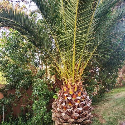 palmier Phoenix Canariensis