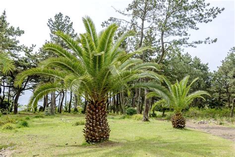 Palmier Phoenix Canariensis sur la Côte d'Azur