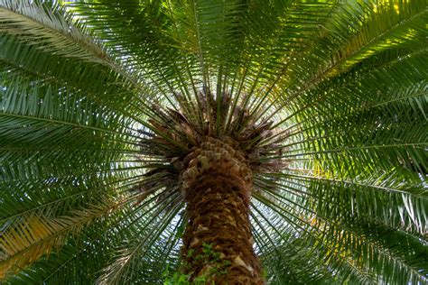 fleur et fruit du Phoenix Canariensis