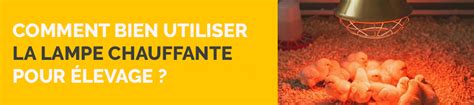 Infographie sur l'utilisation des lampes chauffantes en élevage