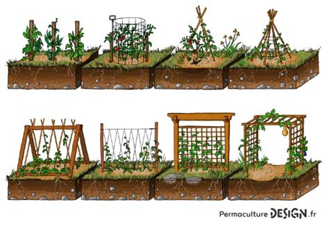 Schéma de plantation de courges grimpantes sur un tipi