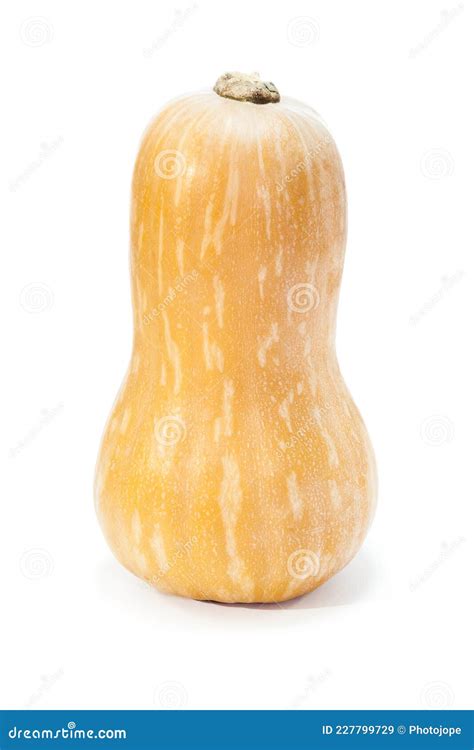 Exemple de courge butternut grimpant sur une clôture